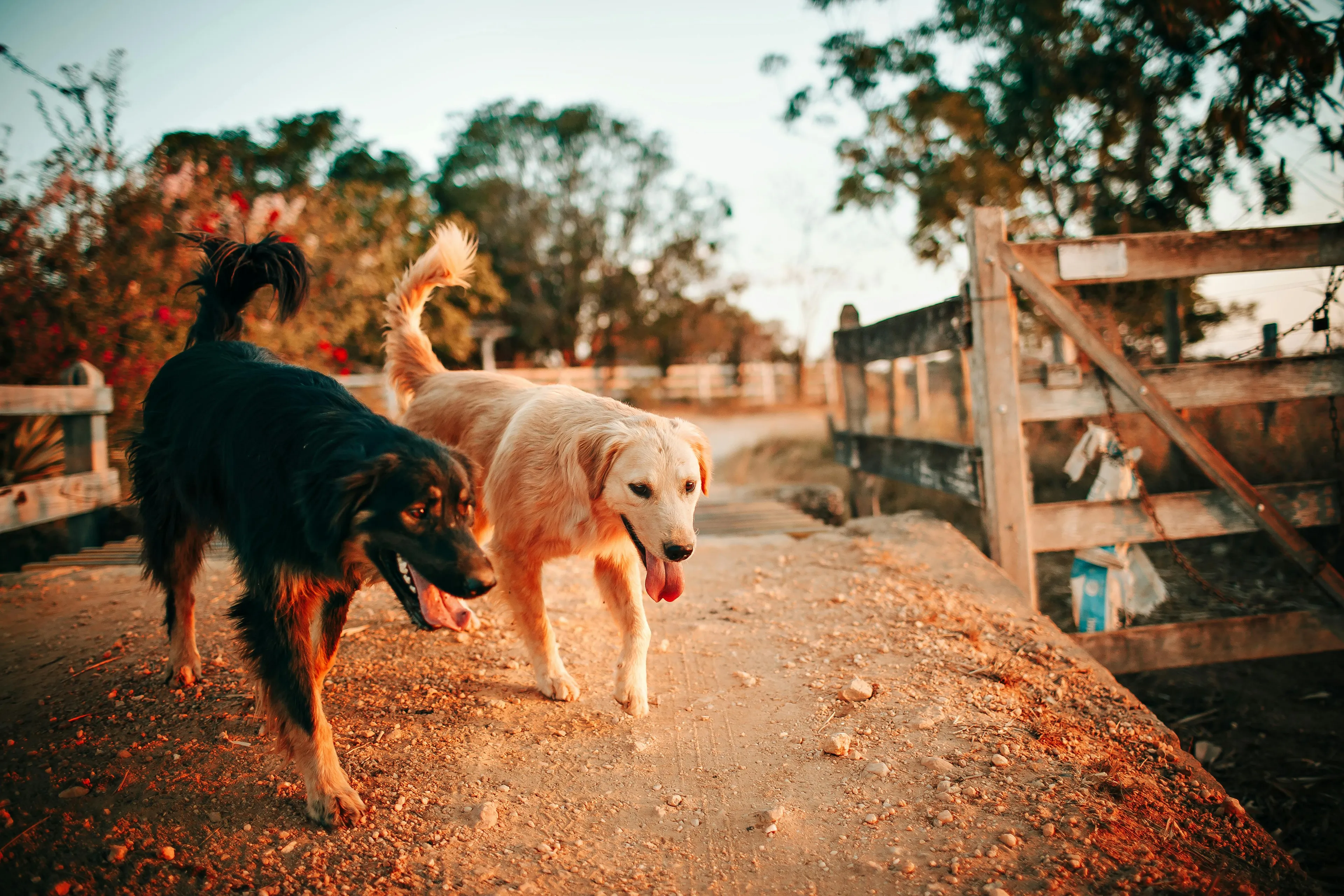 Professional Dog Walking Services in Guildford and Surrey hero background