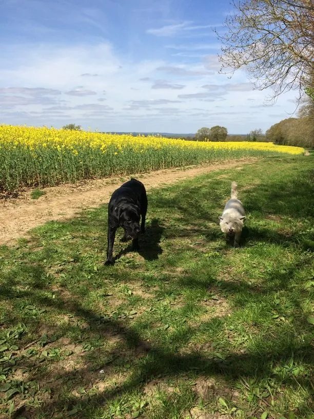 Photo Gallery of Happy Dogs in Guildford and Surrey hero background